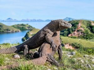 Komodo National Park Islands