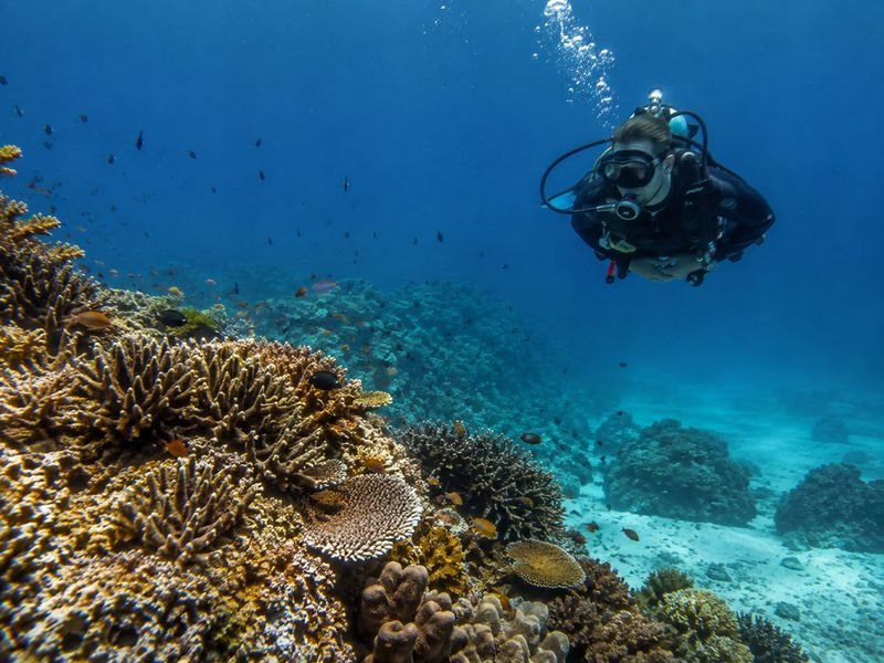 Komodo dive shops scuba diving experience in Komodo National Park