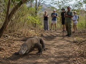 komodo tour labuan bajo
