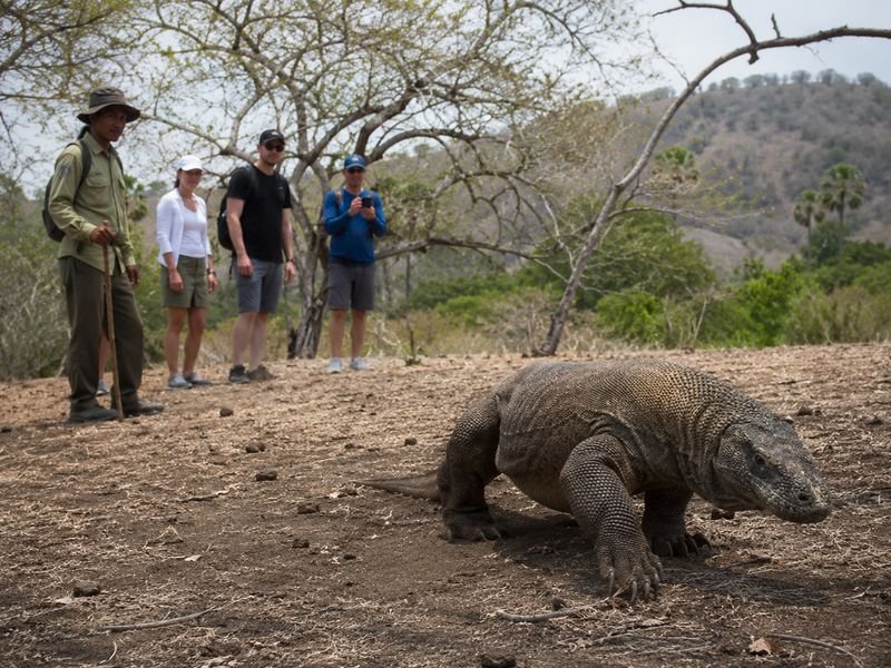 Komodo dragon trip