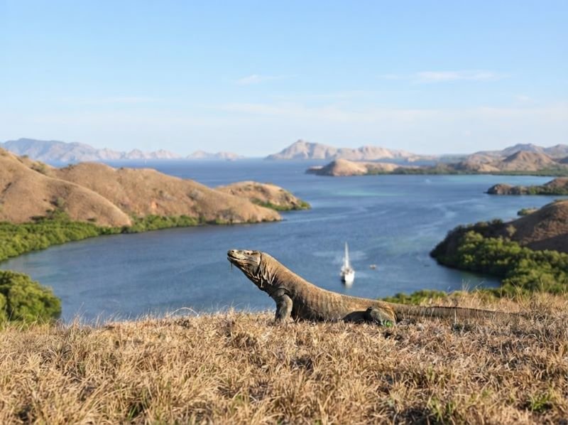 Komodo island fragile ecosystem travel warning