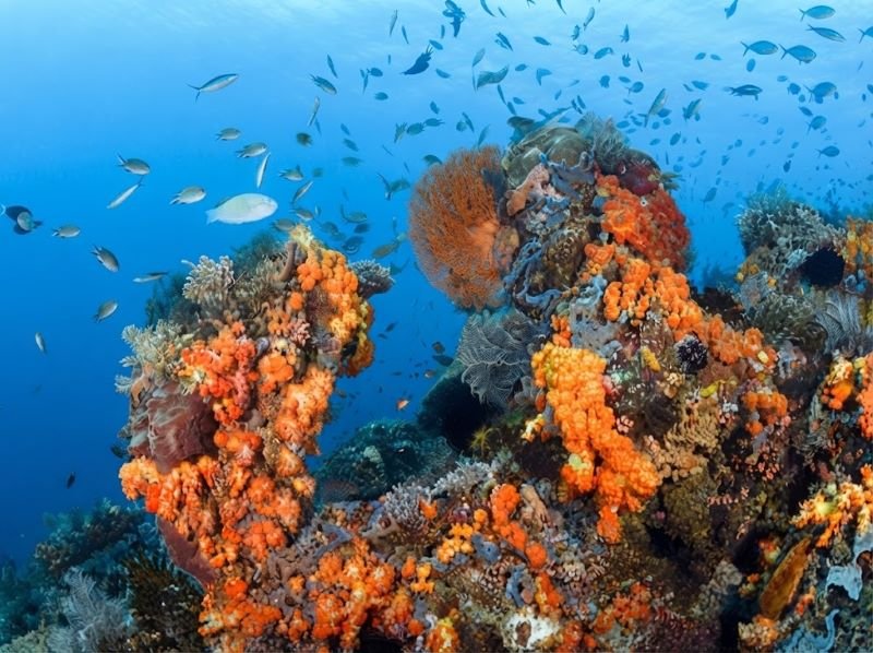 Komodo island fragile ecosystem travel warning
