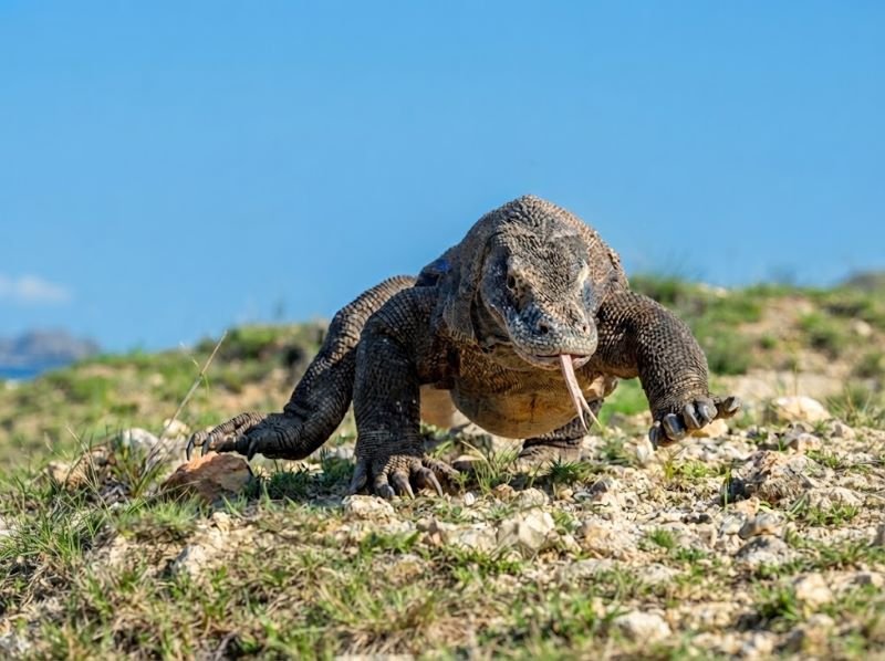 Komodo island fragile ecosystem travel warning