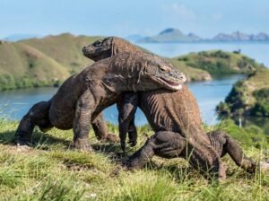 Komodo island fragile ecosystem travel warning