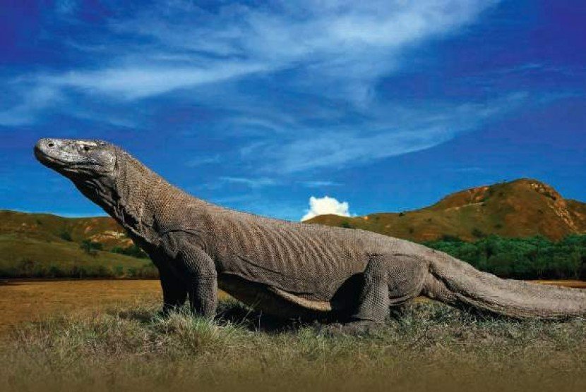 Komodo island tour Gili T