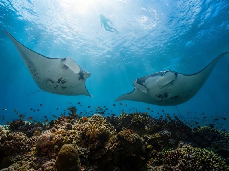 Komodo snorkeling trip