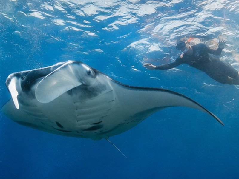 Manta Point Komodo diving