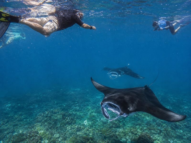 How to Plan a Trip to Komodo Guide