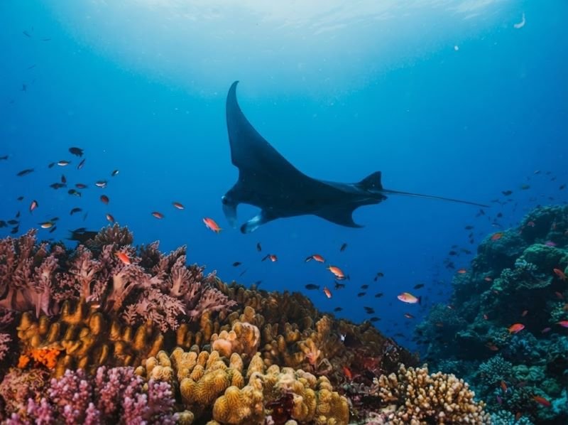 Manta Point