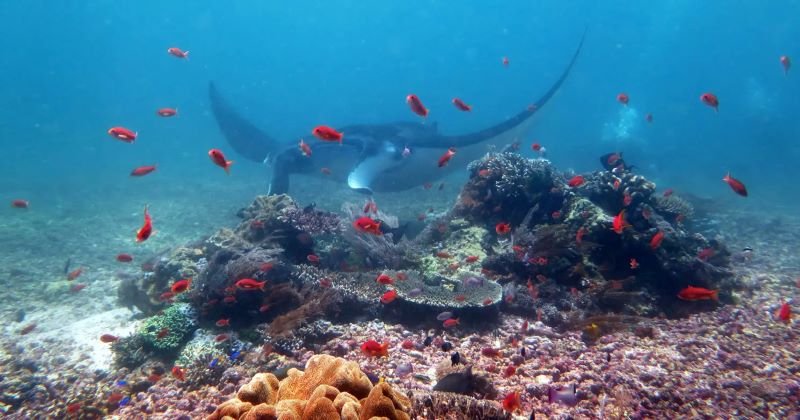 Taka Makassar island snorkeling