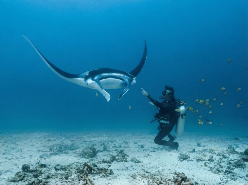 Diving in Komodo National Park Trip