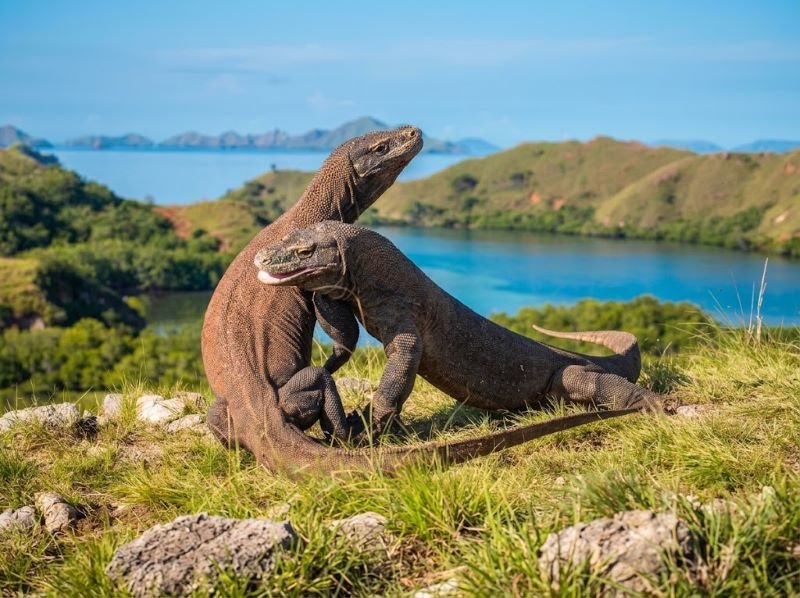 Komodo Dragons
