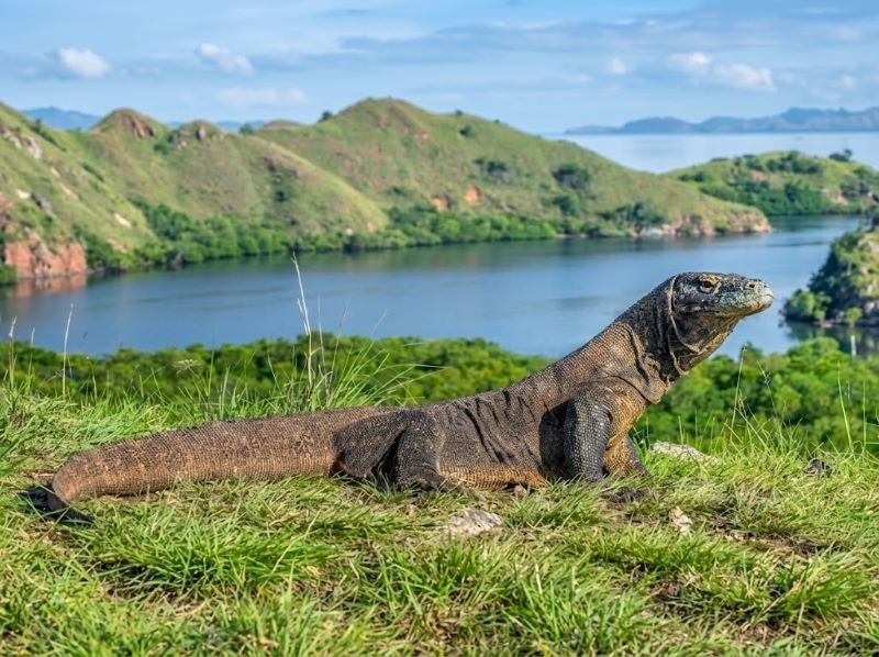 Komodo-dragon
