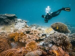 diving Pulau Komodo
