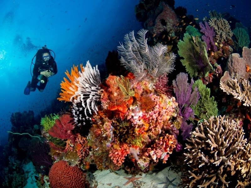 diving in Komodo National Park