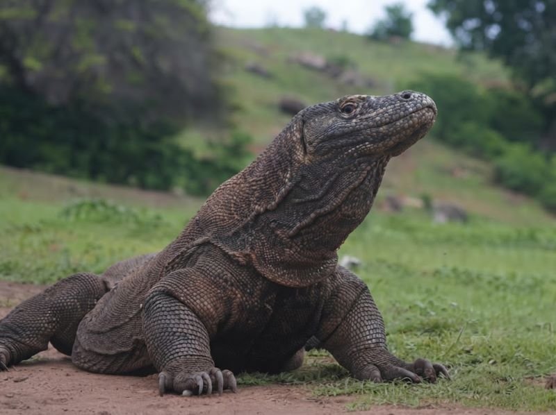 komodo dragon
