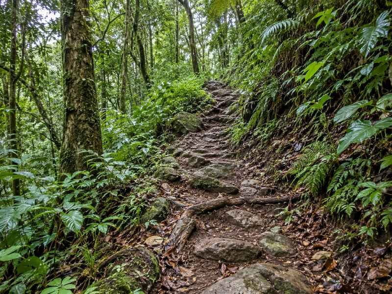 Forest trekking trail leading uphill towards Wae Rebo village