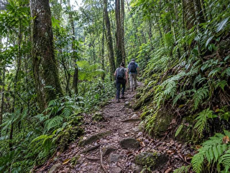 Forest trekking trail towards Wae Rebo village
